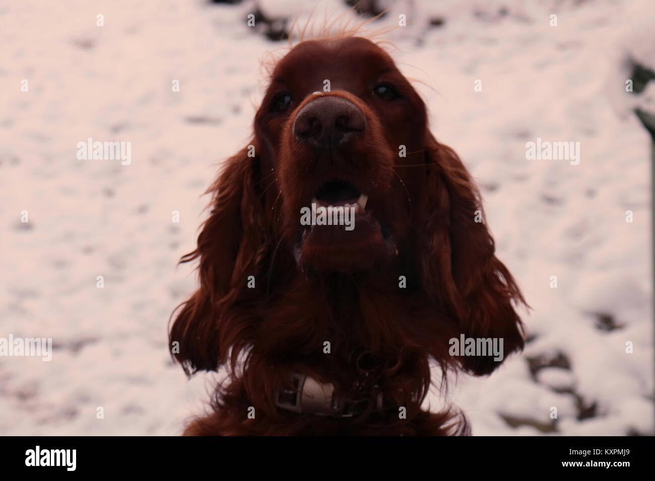 An Irish Setter (Red Setter) shot in the snow. Stock Photo
