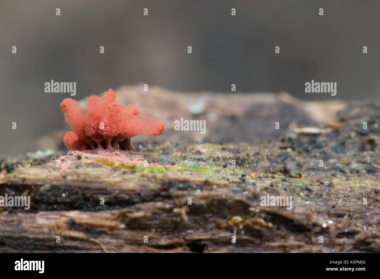 Slime mold Stock Photo