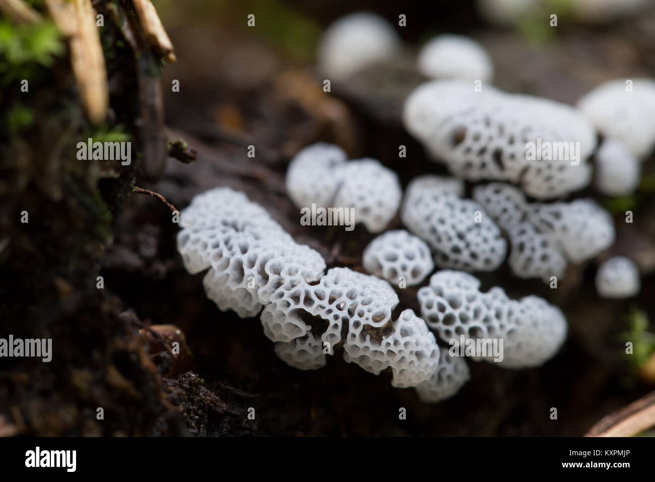 Coral slime mold Stock Photo