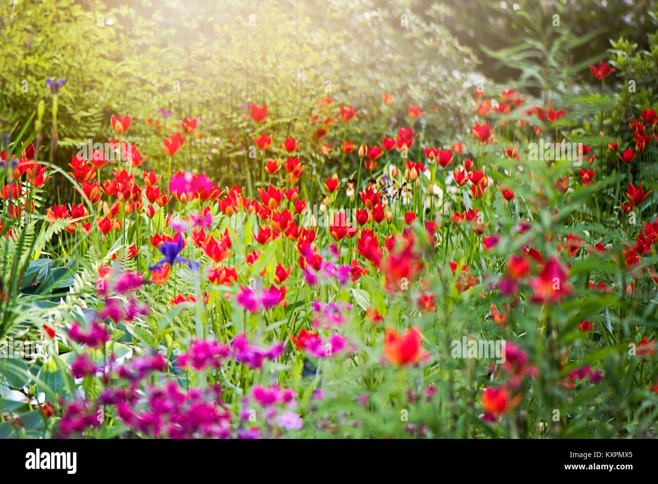 A sunny herbaceous border with vibrant red Tulipa sprengeri flowers Stock Photo