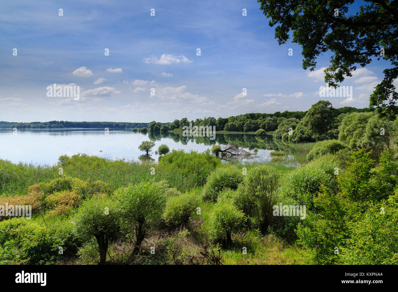 France, Aube (10), Champagne, Parc naturel