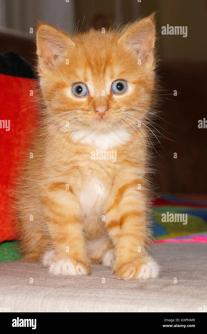 Red Kitten Sitting The Little Orange Kitten With Blue Eyes Stock Photo Alamy
