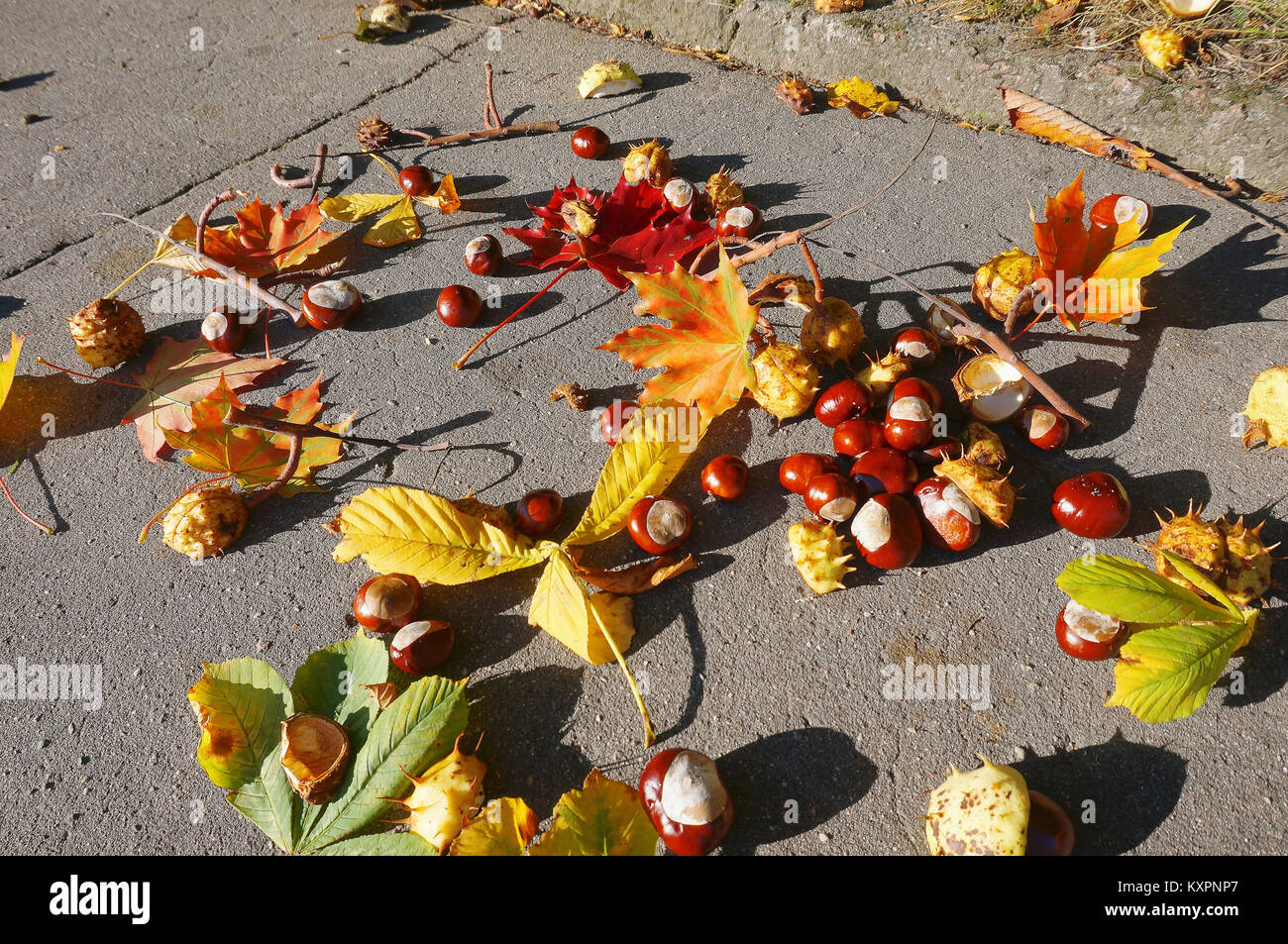 fallen autumn chestnut leaves and other, the fruits and leaves of chestnut on the pavement Stock Photo