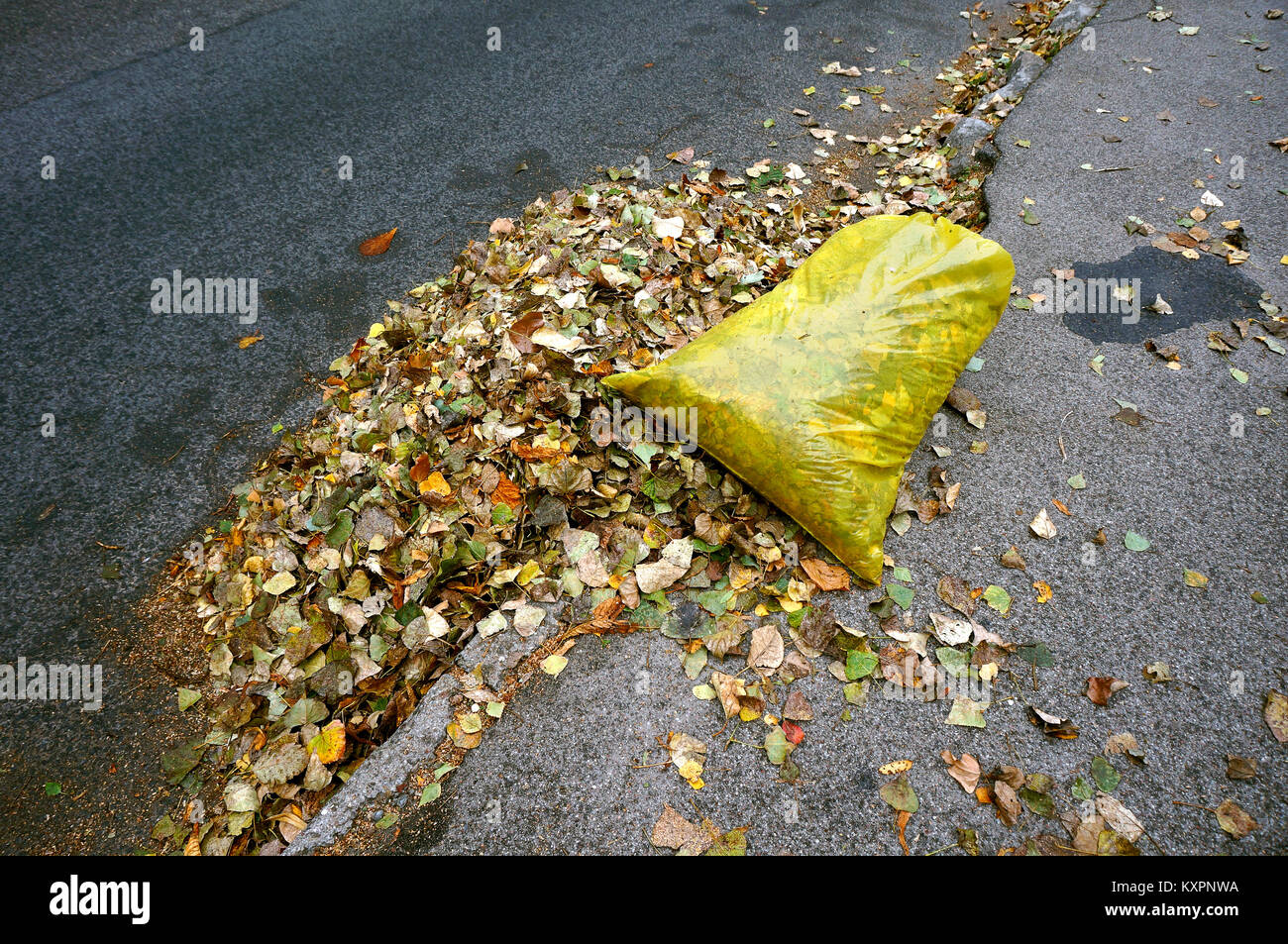 cleaning the streets in the fall, yellow garbage bags filled with fallen leaves Stock Photo