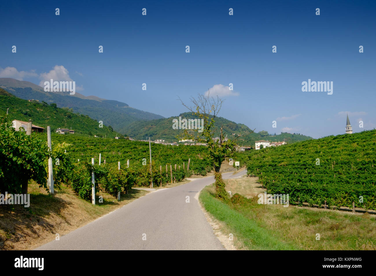 Strada del prosecco, the road through the prosecco vineyards between Follo and Guia Stock Photo