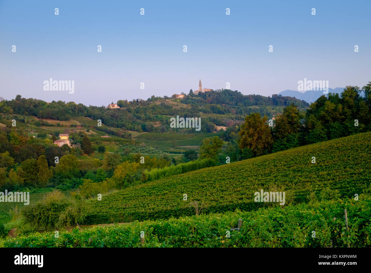 Prosecco vineyards near Conegliano at harvest time Stock Photo