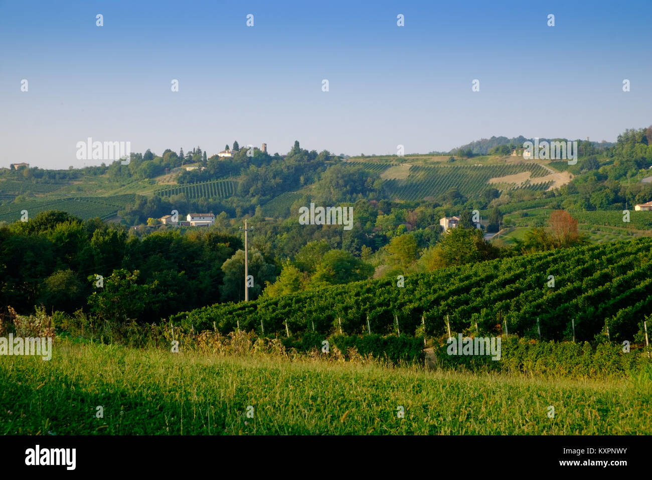 Prosecco vineyards near Conegliano at harvest time Stock Photo