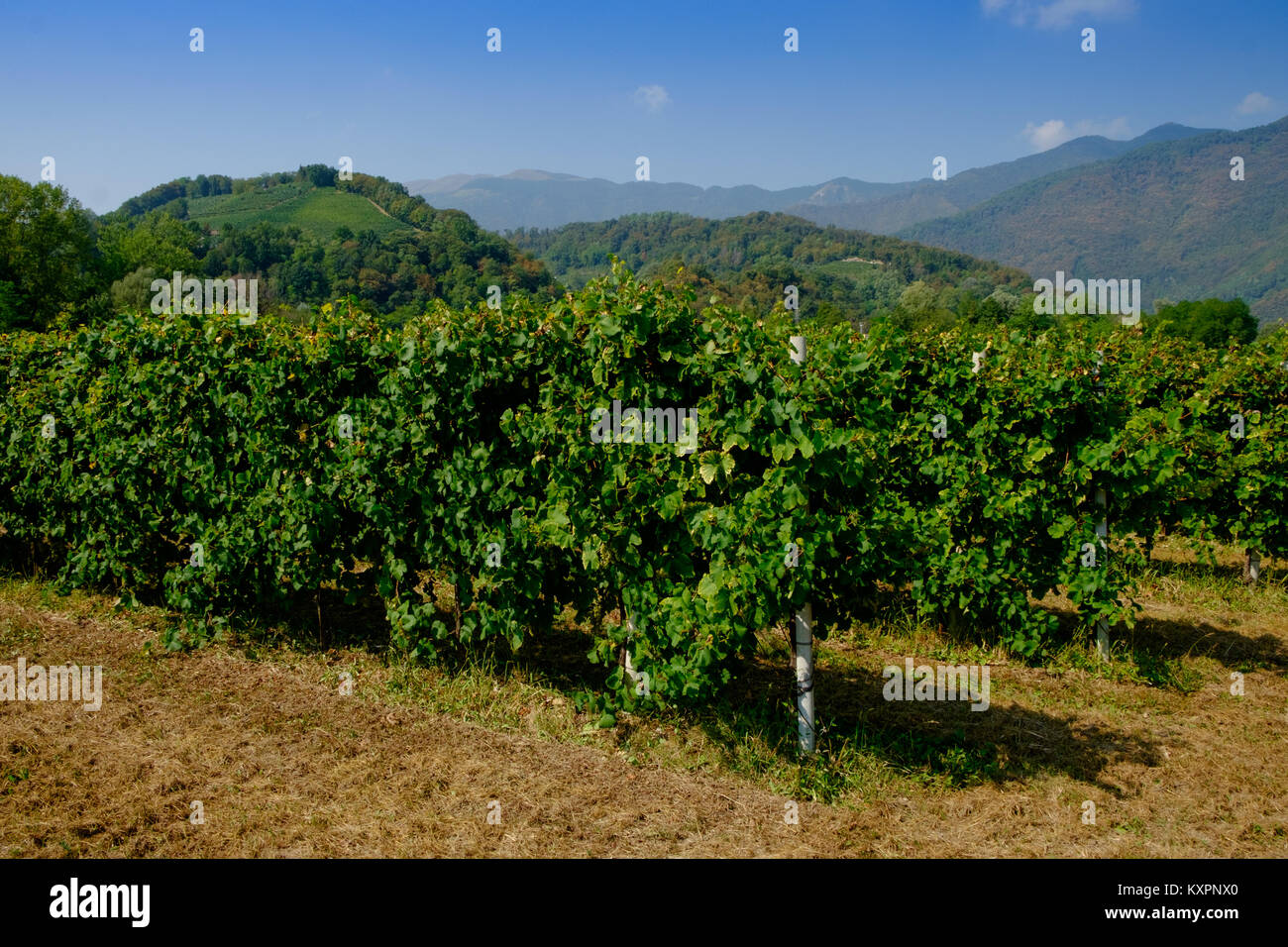 Conegliano vinyards on hillsides in Veneto region, grapes are used for prosecco Stock Photo