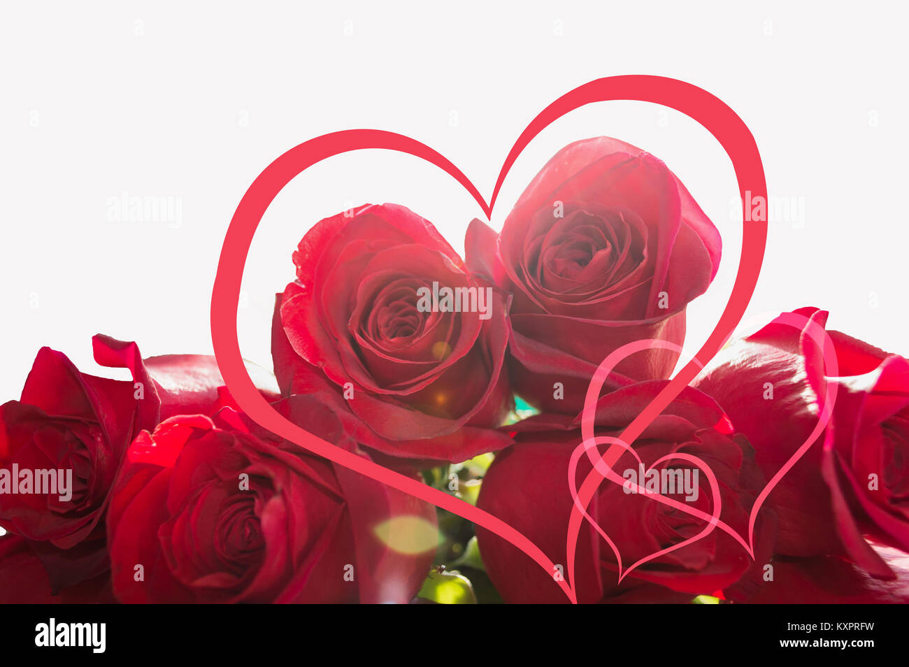 close up of red roses with hearts on white background Stock Photo - Alamy