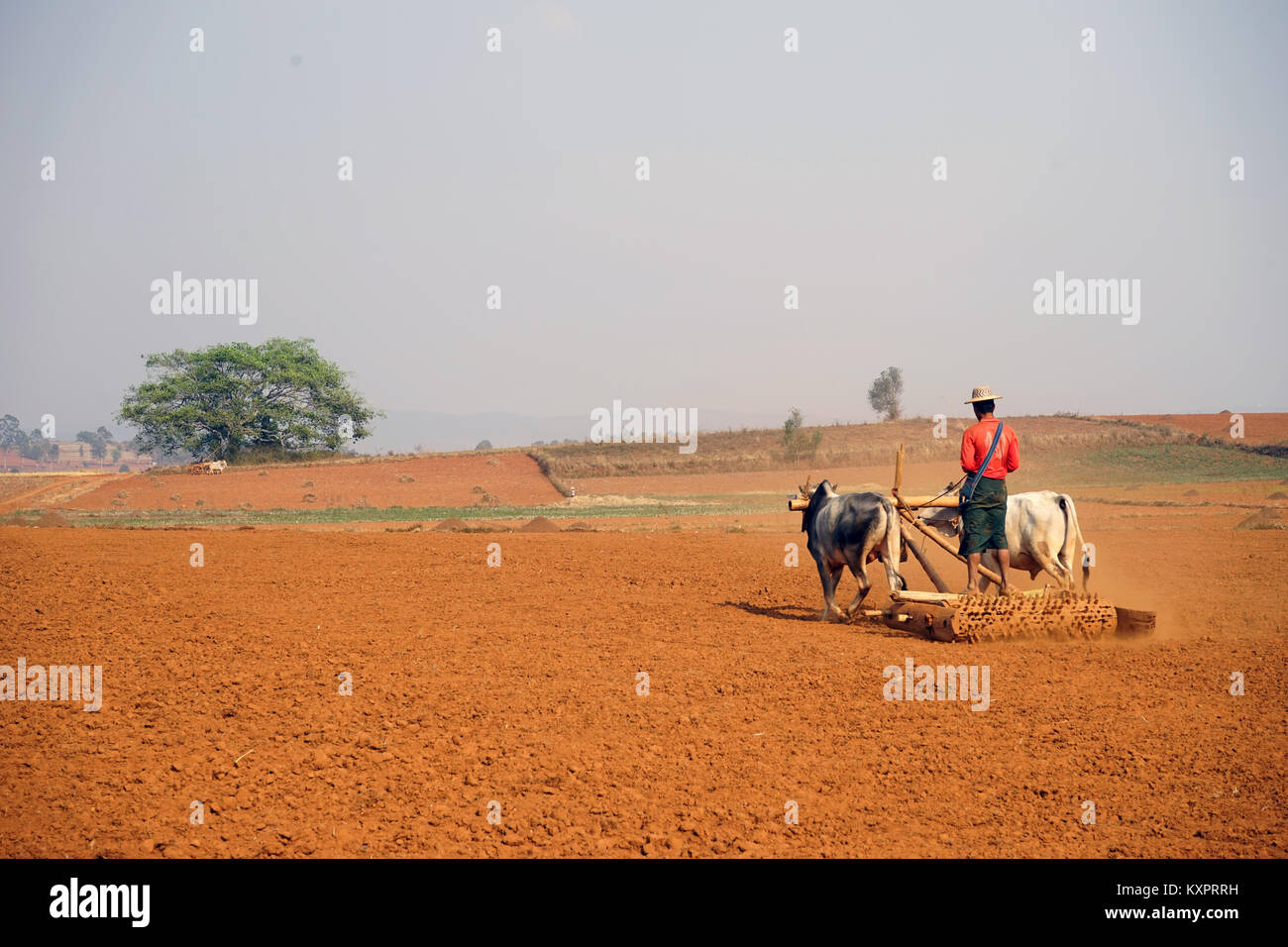 Plowman with oxen on the field in Myanmar Stock Photo Alamy