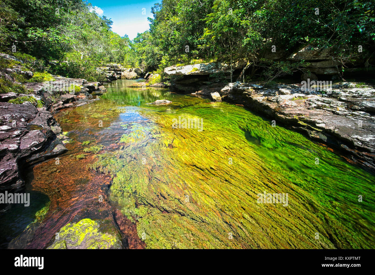 Colorful endemic freshwater plants known as macarenia clavigera create colorful natural tapestries at Cristales Selva in Cano Cristales river, commonl Stock Photo