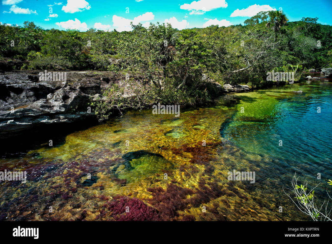 Colorful endemic freshwater plants known as macarenia clavigera create colorful natural tapestries at Los Ochos section of the Cano Cristales river, c Stock Photo