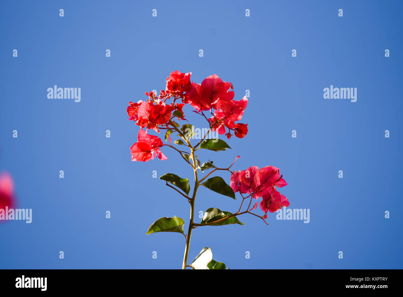 Blooming red bougainvillea flower, against the background of other flowers and blue sky, Lanzarote Canary Islands. Stock Photo