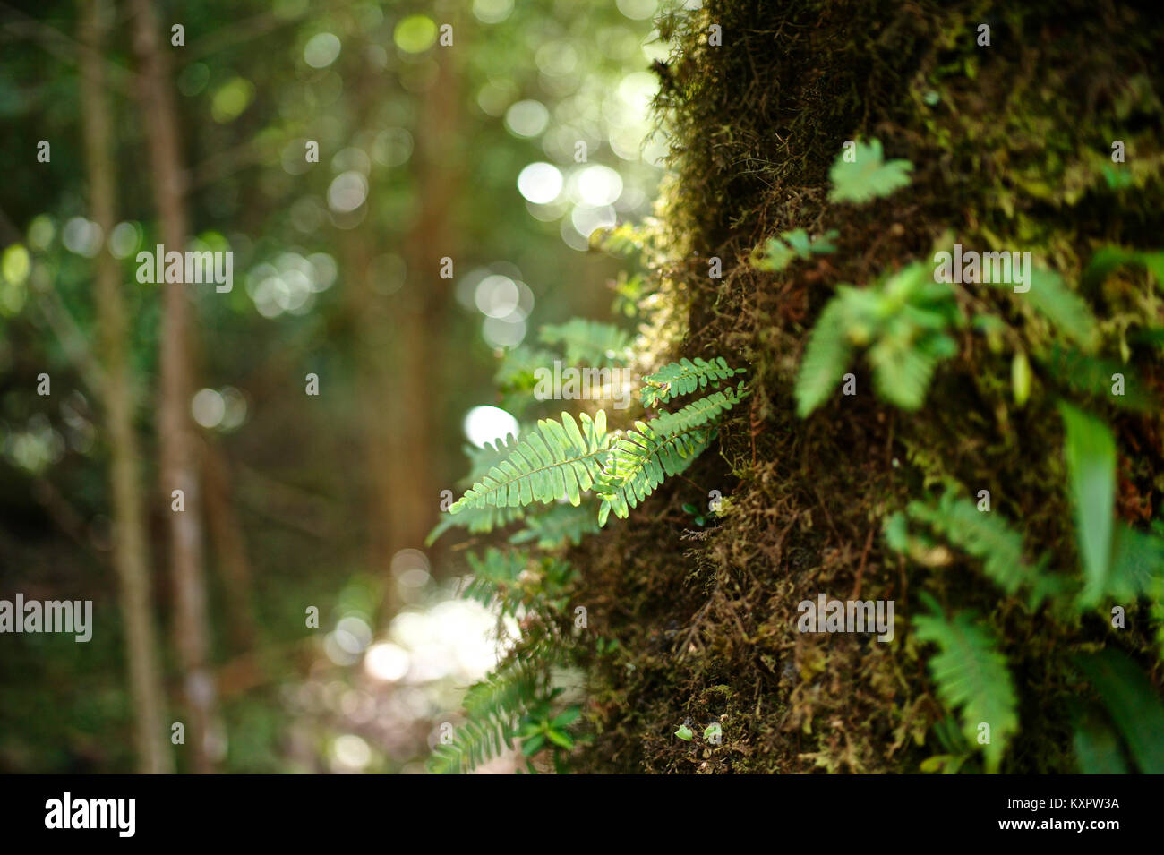 Ferns growing on the side of a tree trunk in a cloud forest Stock Photo