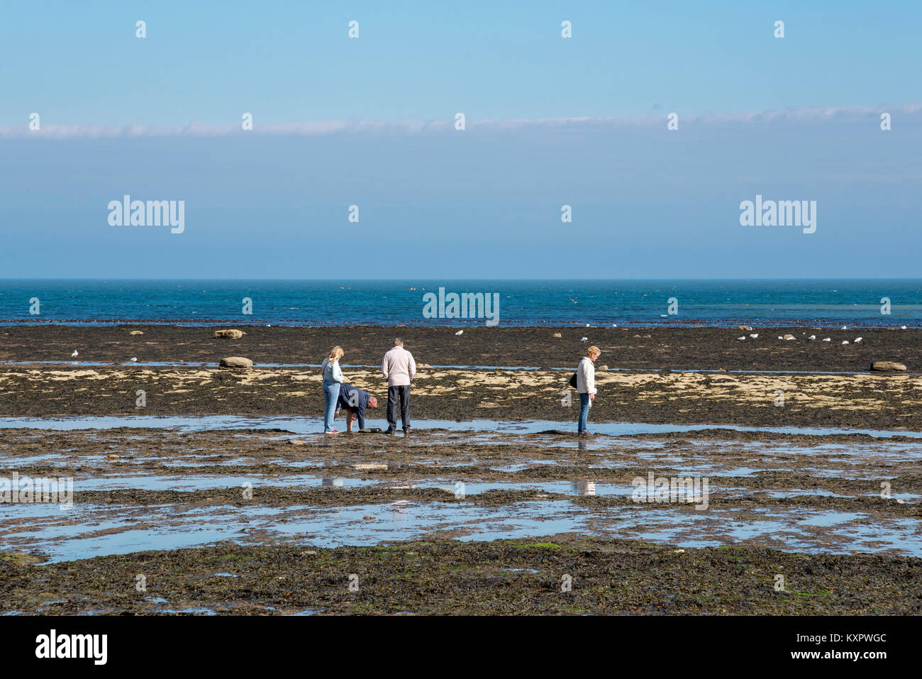 Group of people exploring the rock pools at Robin Hood's Bay on the coast of North Yorkshire, England. Stock Photo