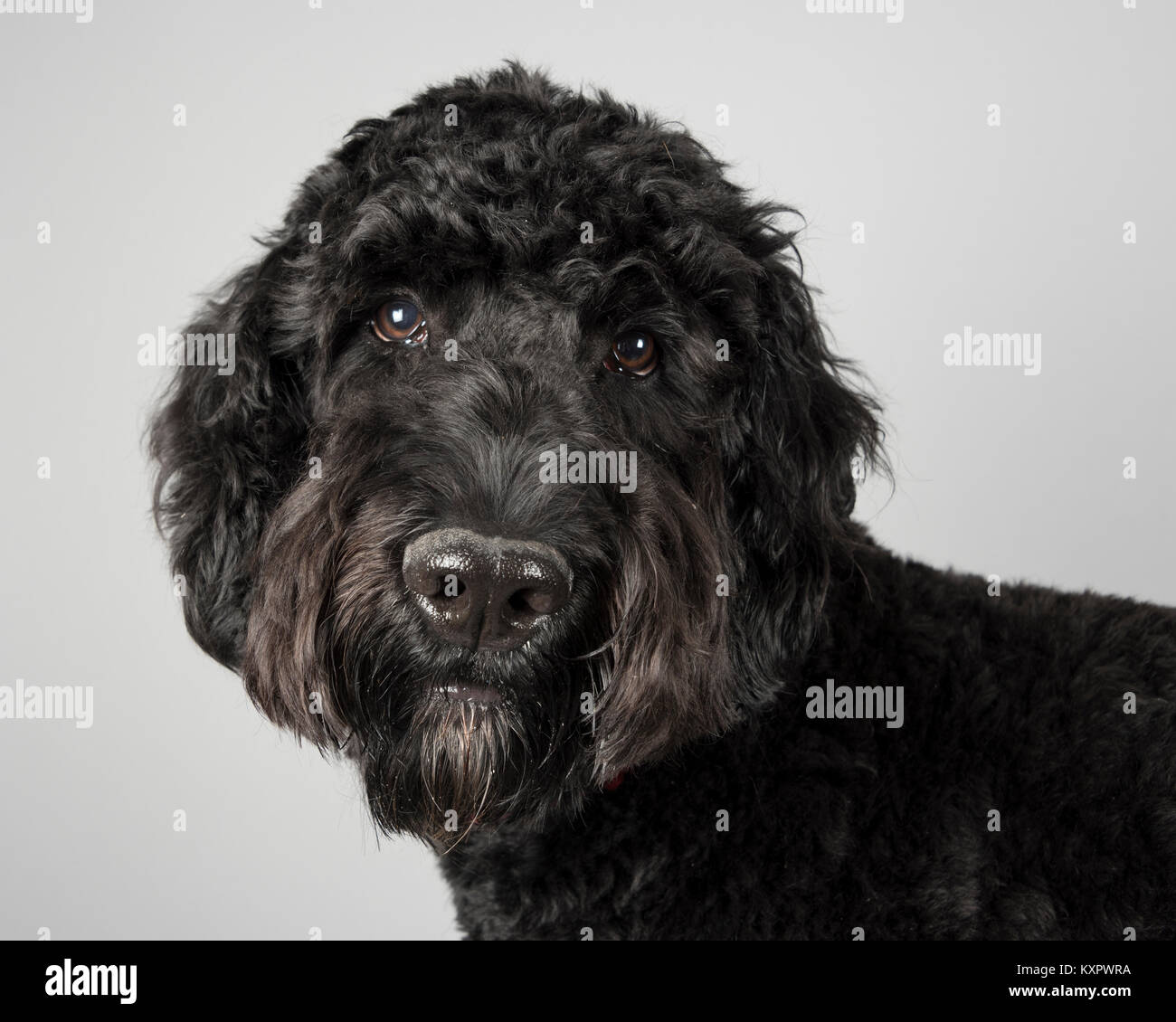 Portrait of a black Labradoodle puppy in the UK Stock Photo Alamy