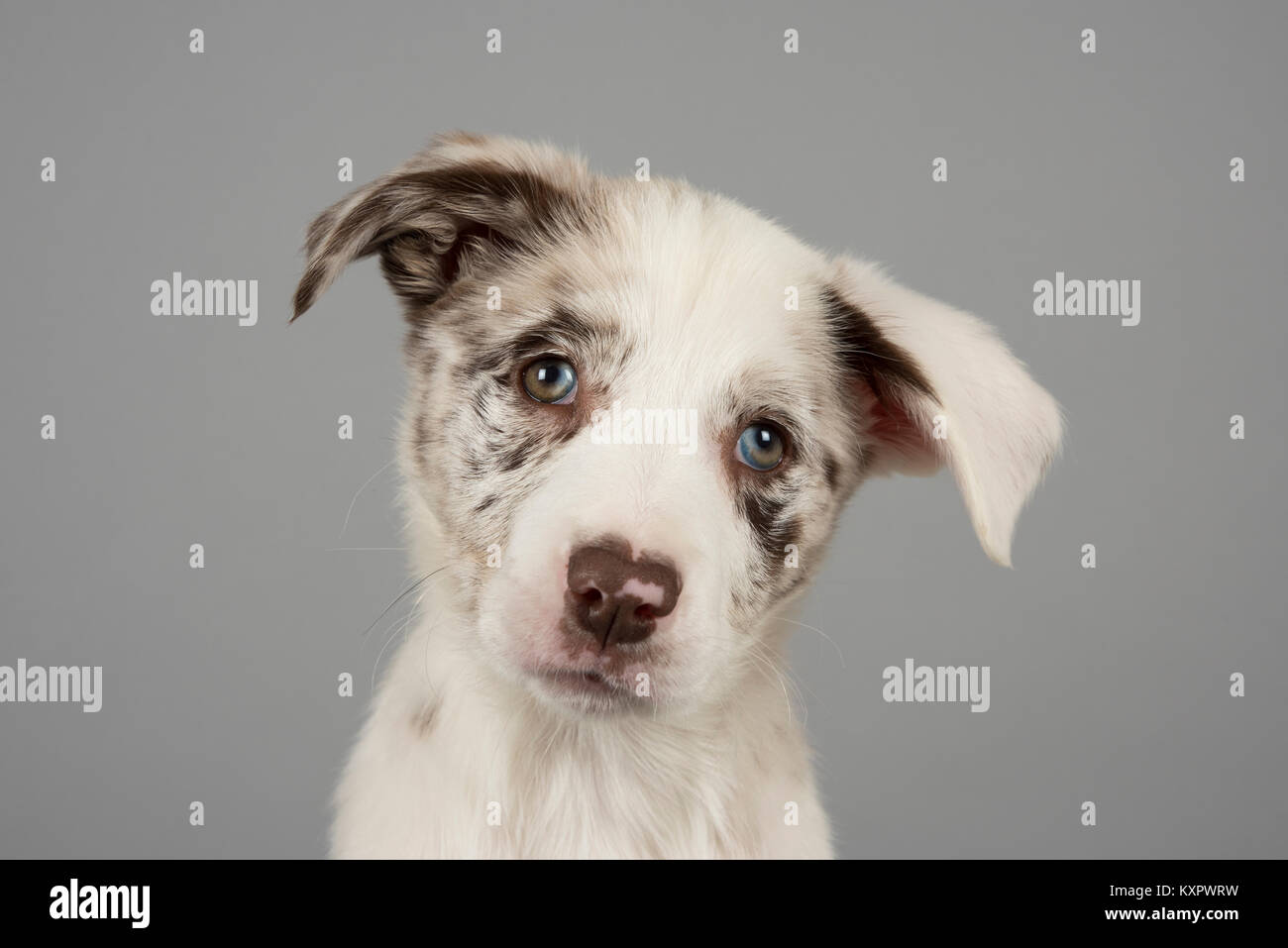 12 week old hotsell border collie puppy