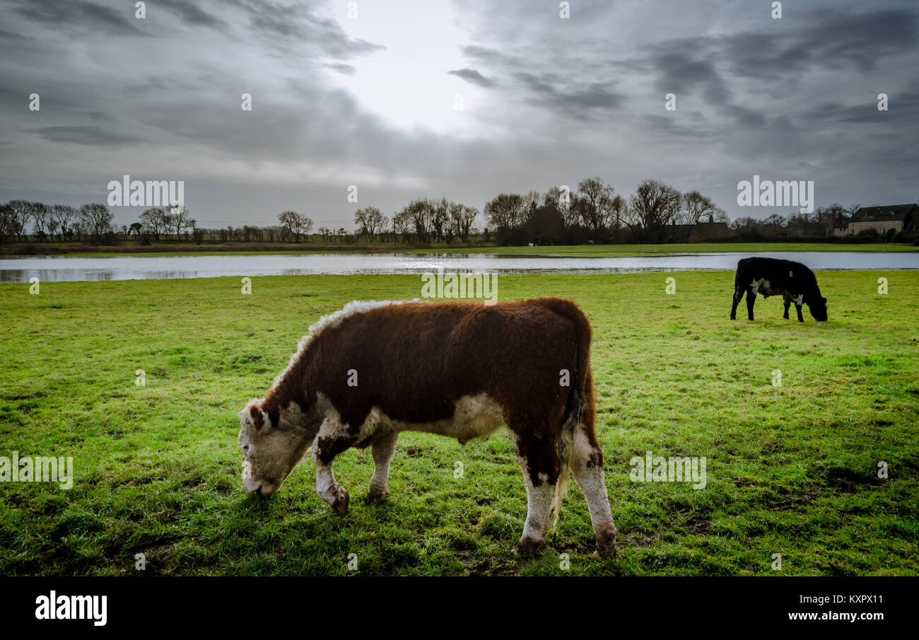 Cows grazing in the open flooded field around Peterborough in the United Kingdom Stock Photo