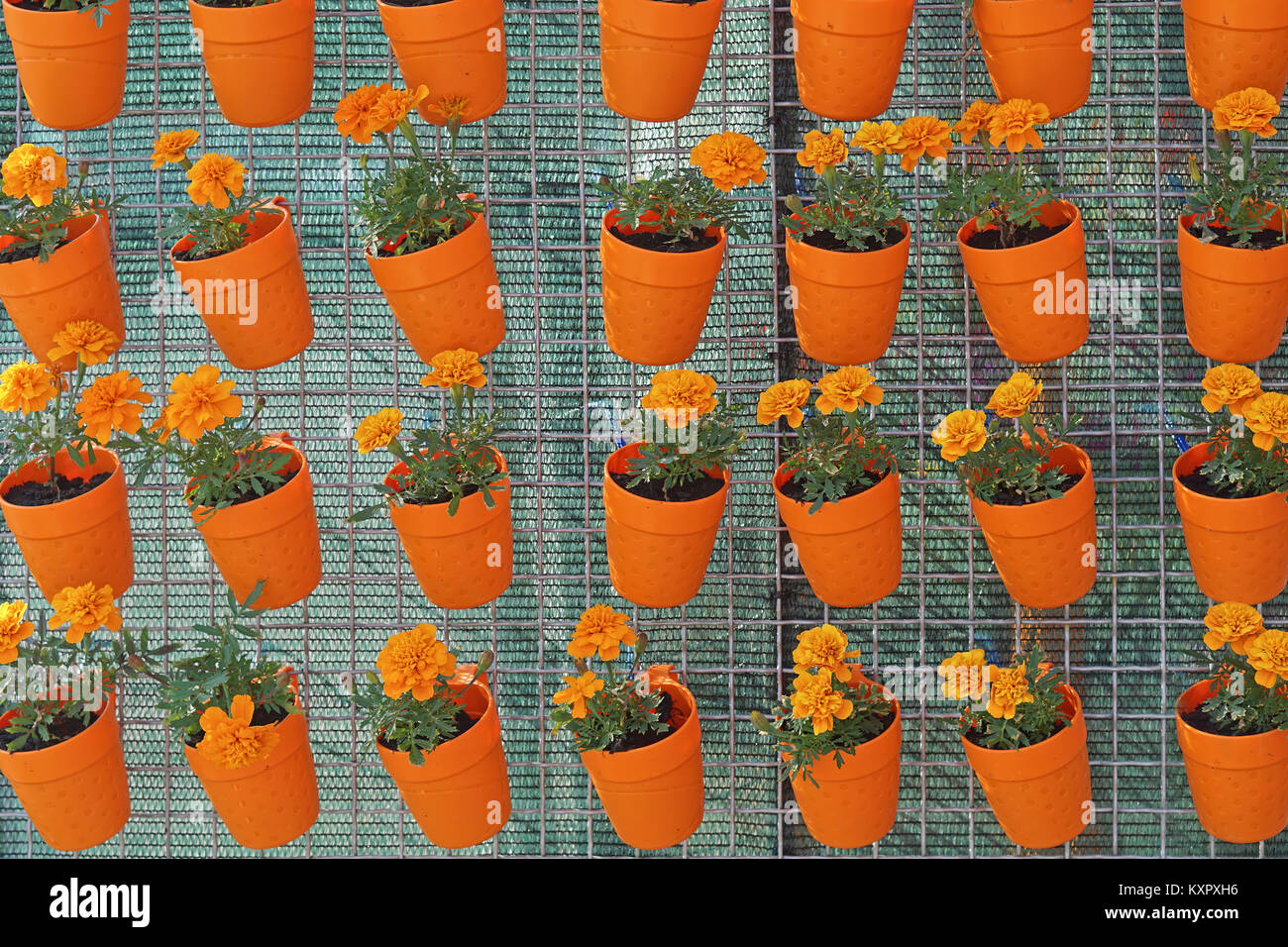 Orange flower pots hanging at wire mesh repetition Stock Photo