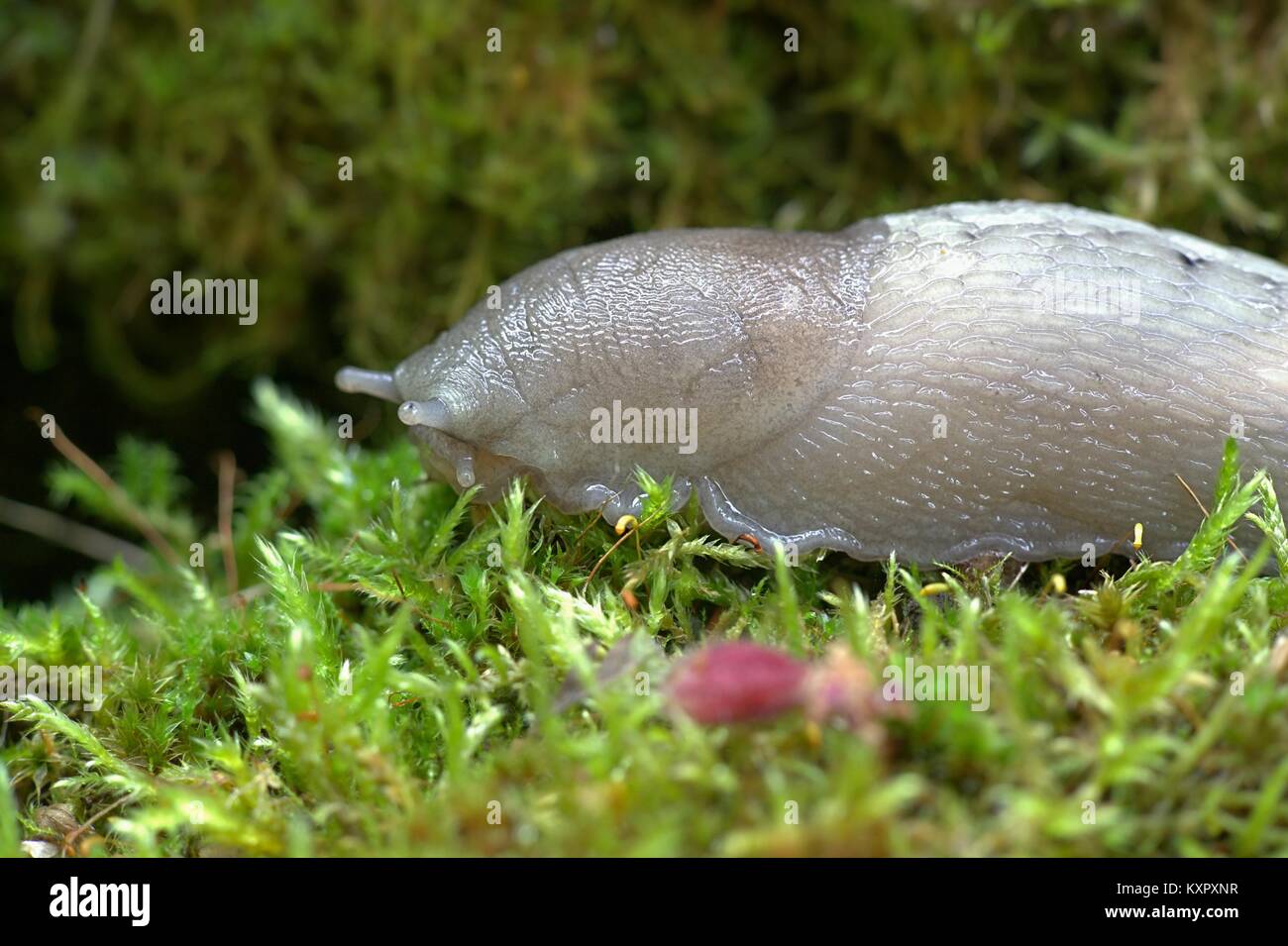 Keel back slug, Limax cinereoniger, the largest   European land snail Stock Photo