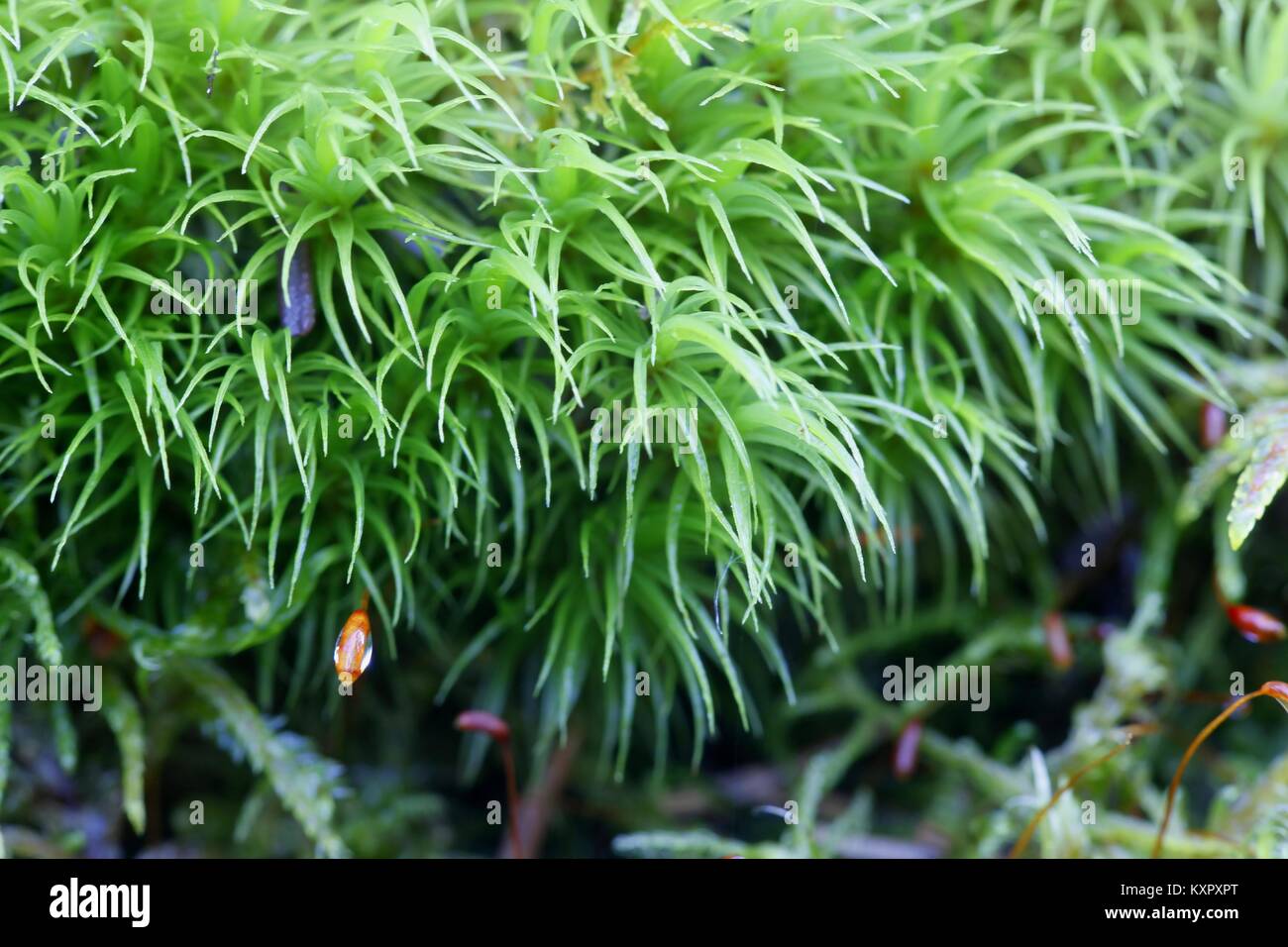 Greater broom moss, Dicranum majus Stock Photo