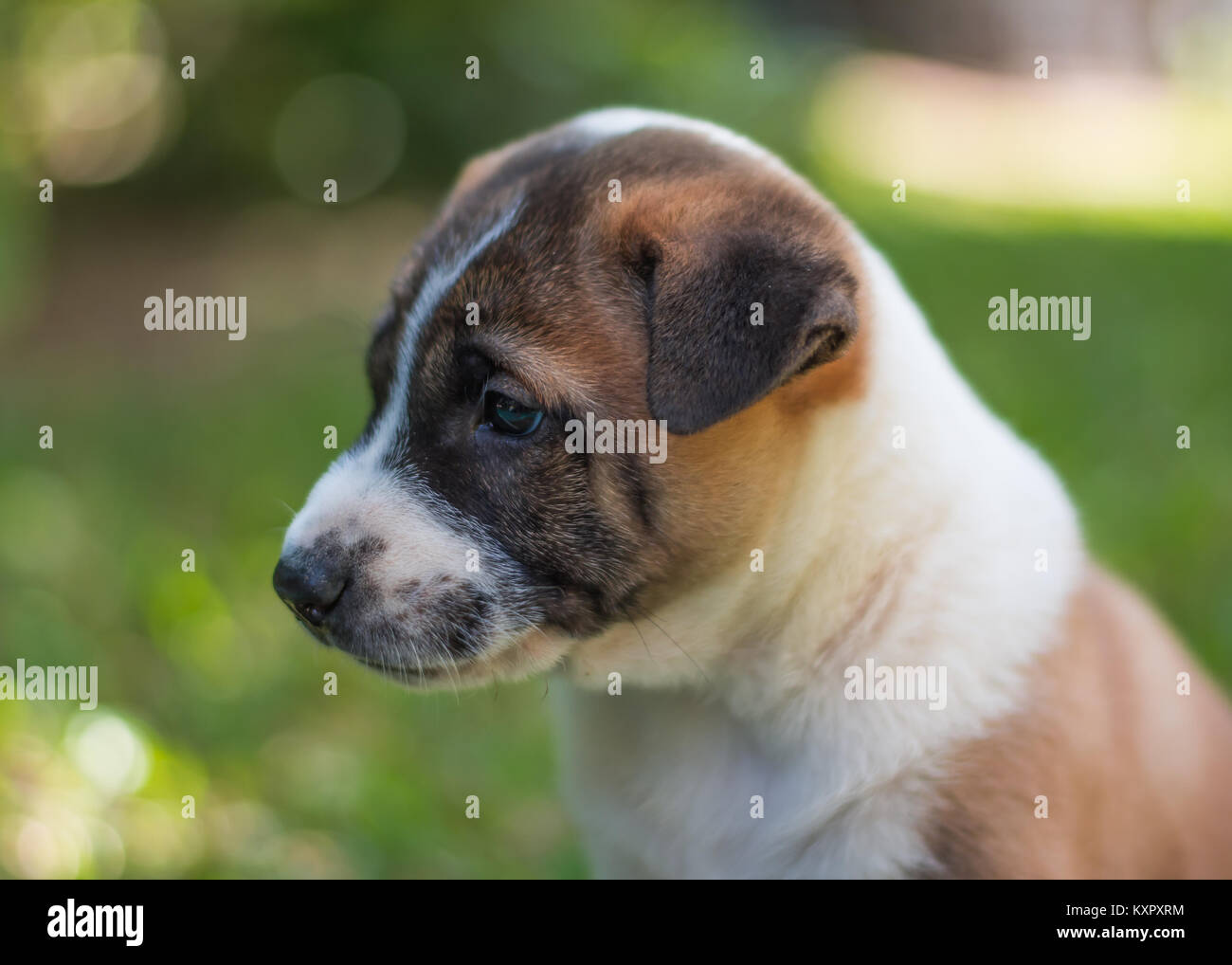 puppy,dog Stock Photo