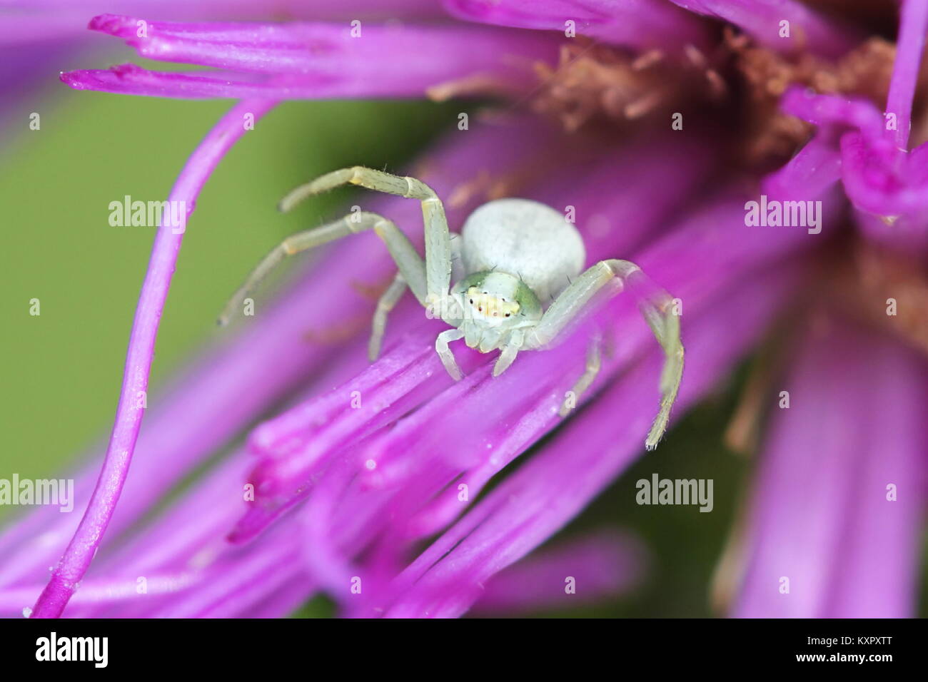 White crab spider, Misumena vatia, and marsh   thistle, Cirsium palustre Stock Photo