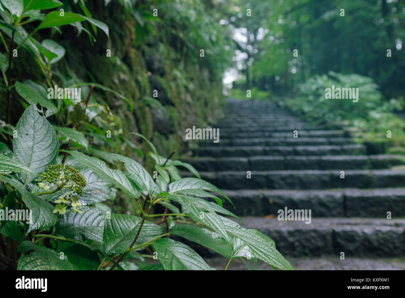green leaf and stone stairs leading up a walkway through the forest after the rain with cool lighting in nikko world heritage, Japan. selective focus. Stock Photo