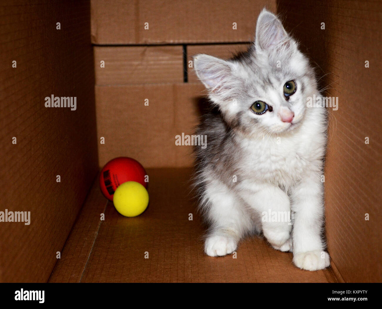 Ragdoll Doll Stock Photos Ragdoll Doll Stock Images Alamy