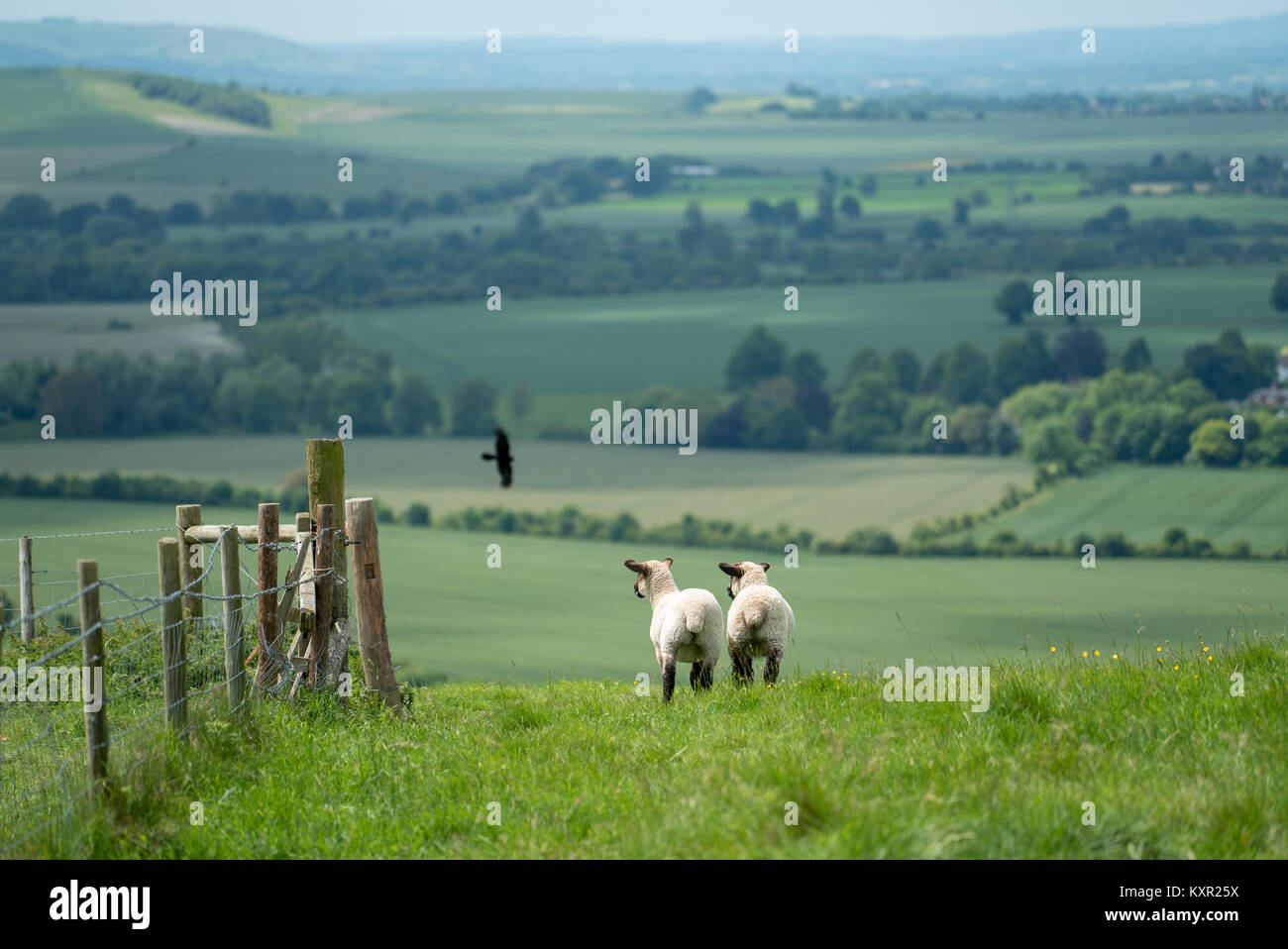 Dorpa Sheep vs Raven, Wiltshire Stock Photo