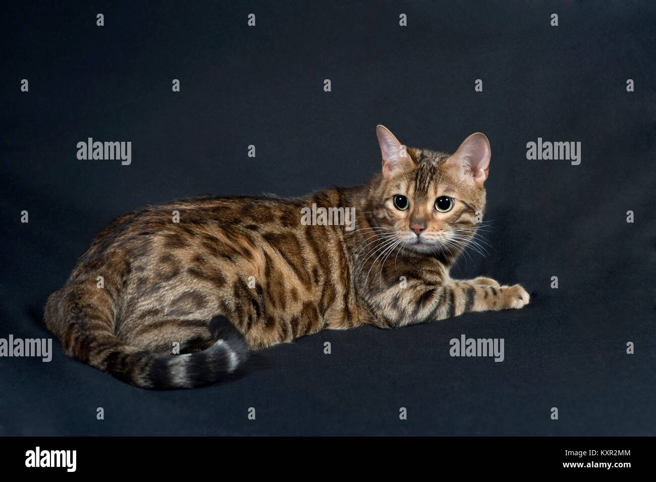 Purebred Bengal cat from Pixel Perfect Cats cattery, sitting on a black backdrop looking behind showing off her spots. Stock Photo