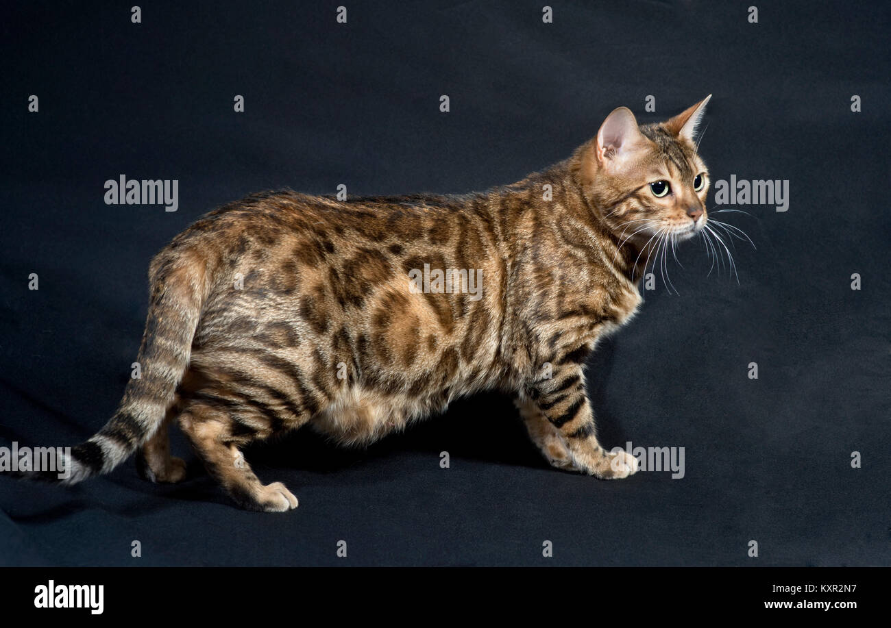 Purebred Bengal cat standing on a black background. from Pixel Perfect Cats cattery Stock Photo