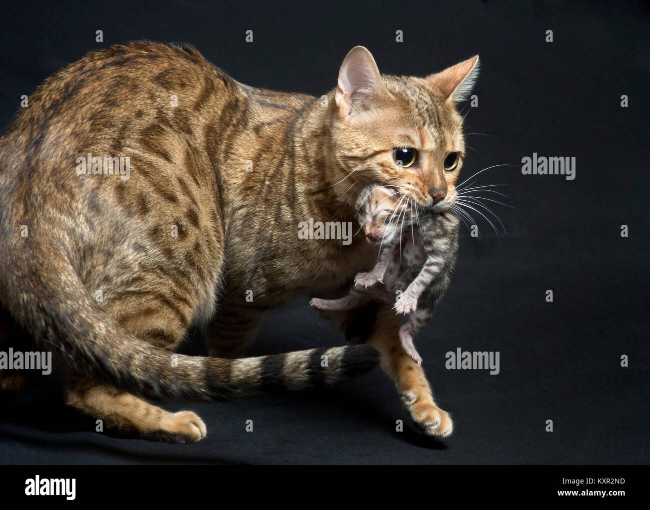 Purebred Bengal cat from Pixel Perfect Cats cattery. Queen carrying her two day old kitten. Stock Photo