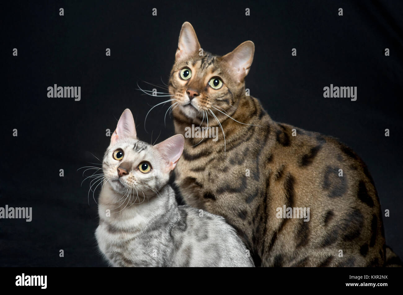 Two Purebred Bengal cats from Pixel Perfect Cats cattery, one silver one brown. Stock Photo