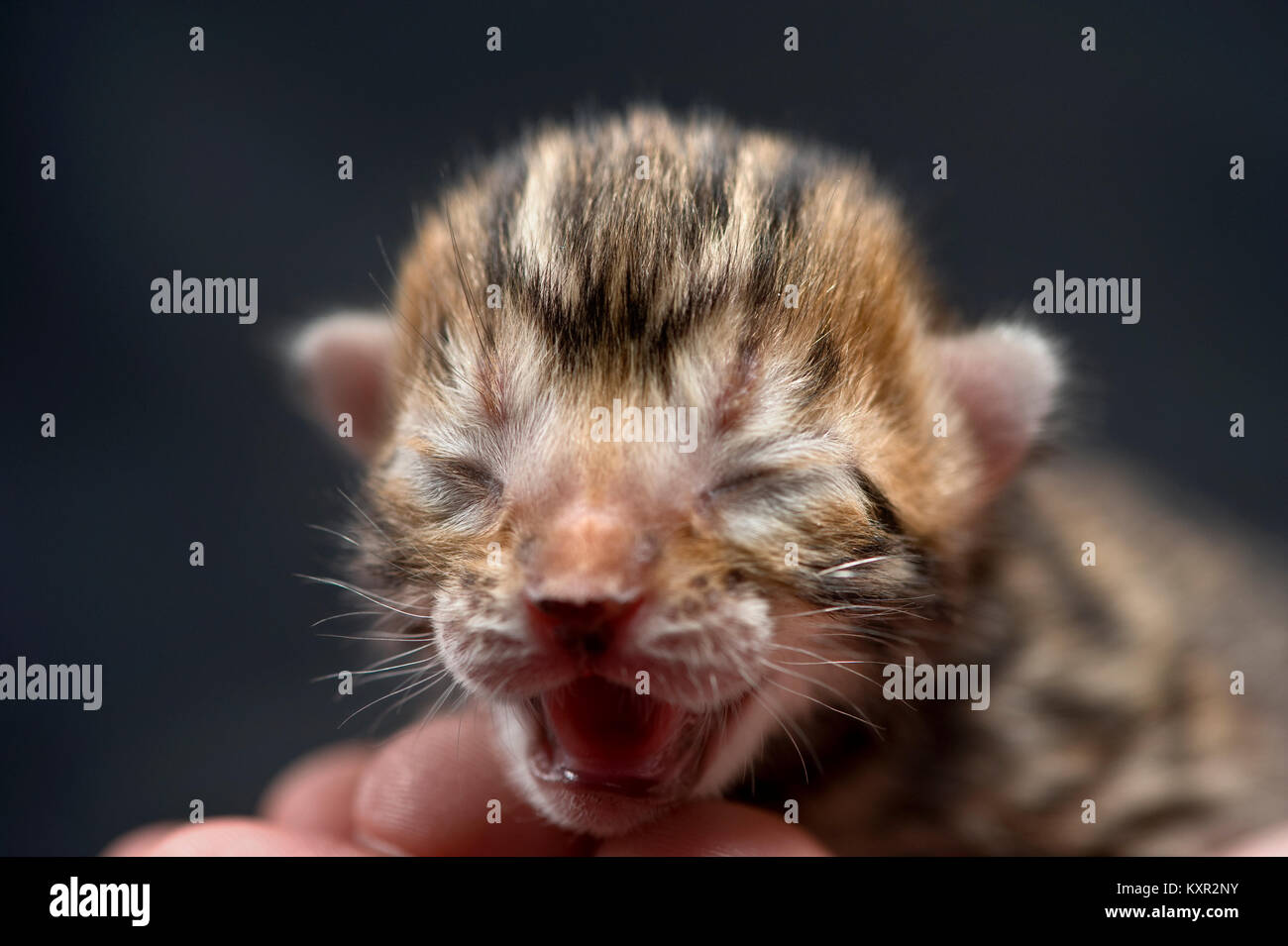 Two day old purebred bengal kitten from Pixel Perfect Cats cattery Stock Photo