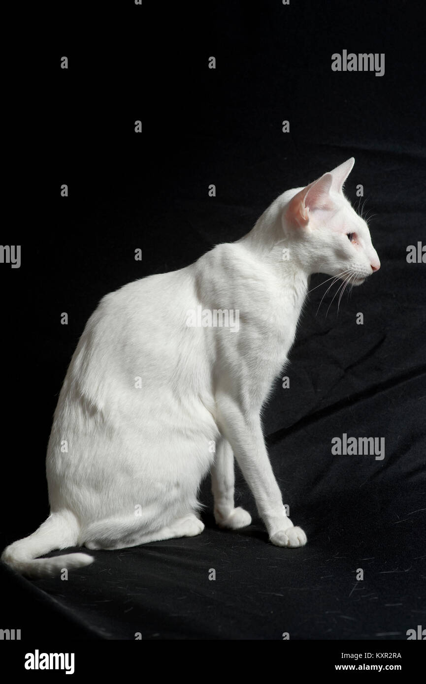 Sleek white purebred oriential shorthair cat. Stock Photo