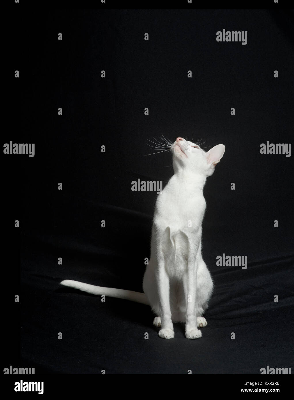 Sleek white purebred oriential shorthair cat. Stock Photo