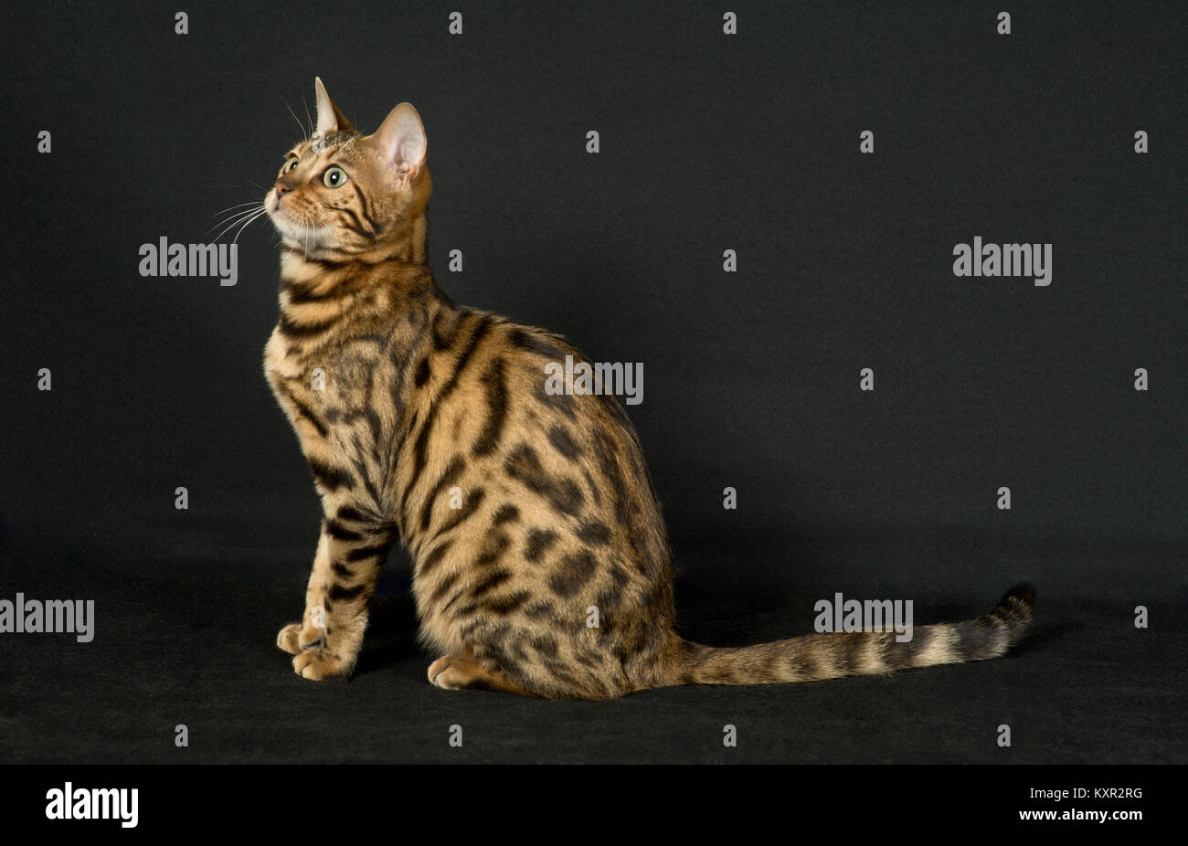 Purebred bengal cat from Pixel Perfect Cattery Stock Photo