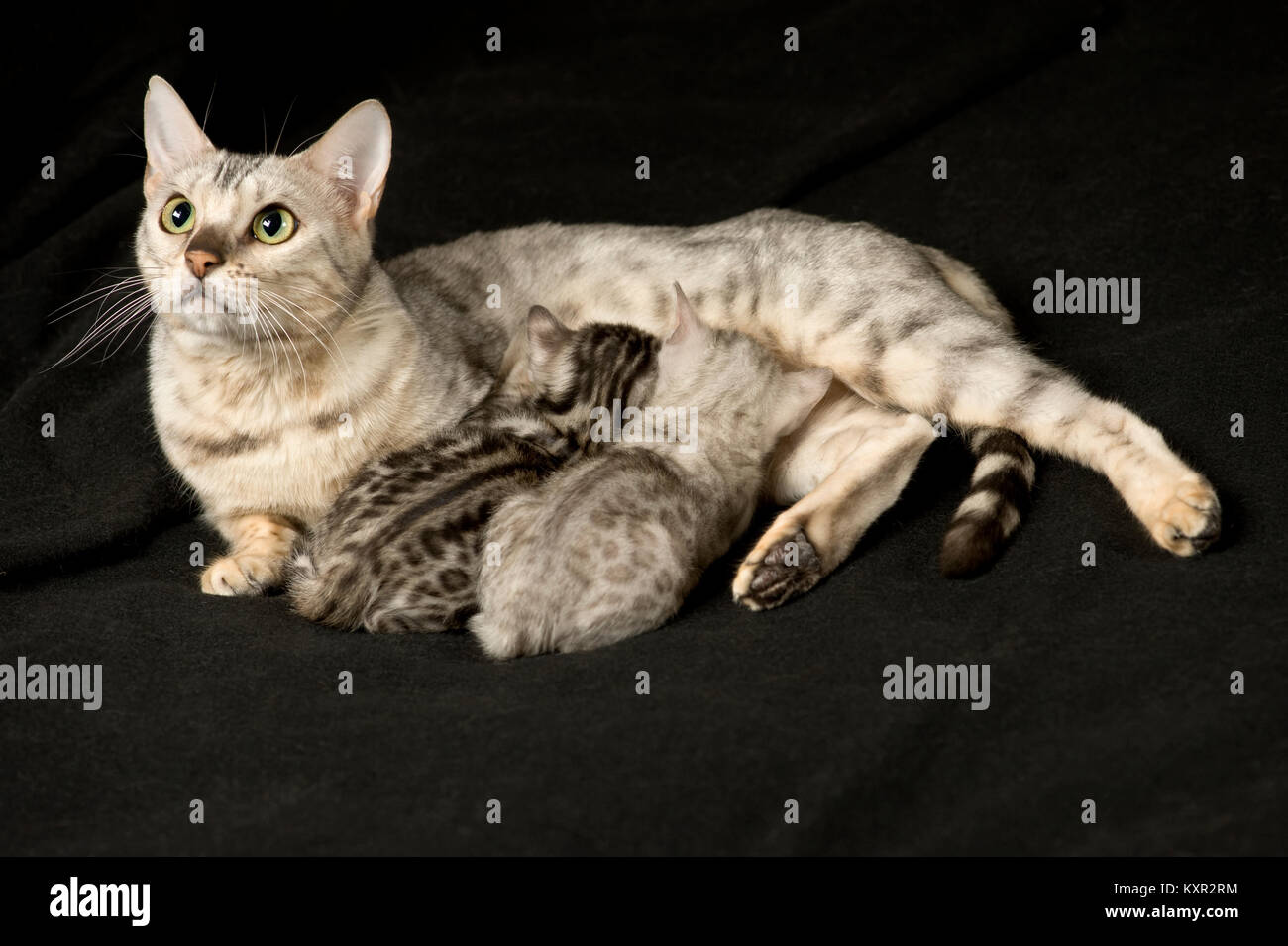 Gorgeous purebred silver bengal cat nursing her two kittens from Pixel Perfect Cattery. One kitten is light spots one is dark spots. Stock Photo