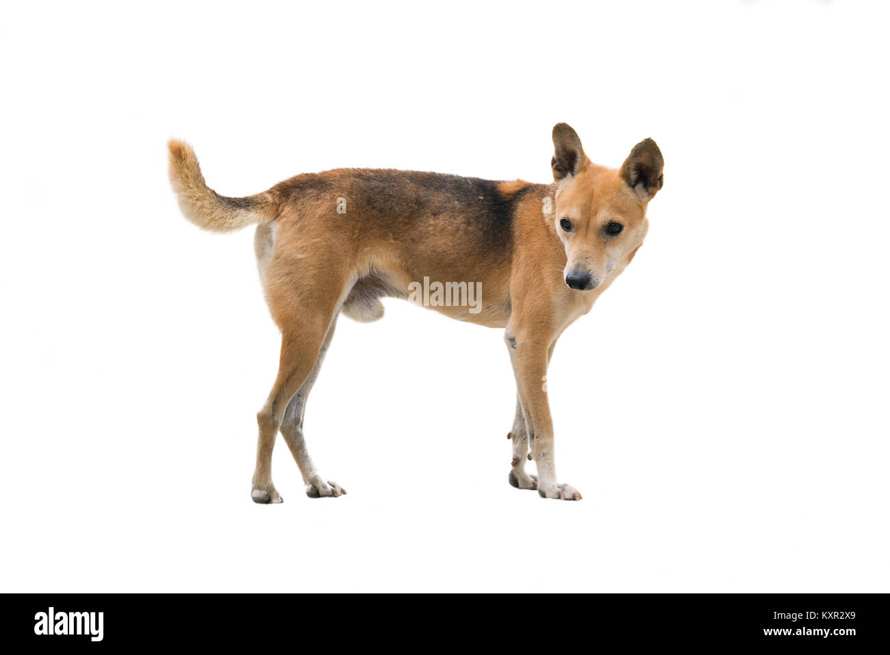 domestic thai dog isolated on white background Stock Photo