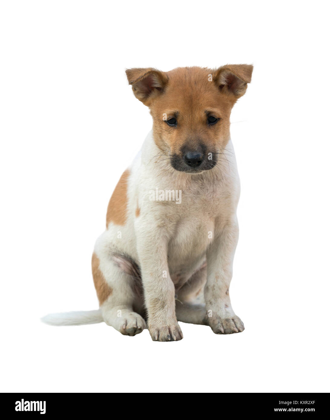 domestic thai dog isolated on white background Stock Photo