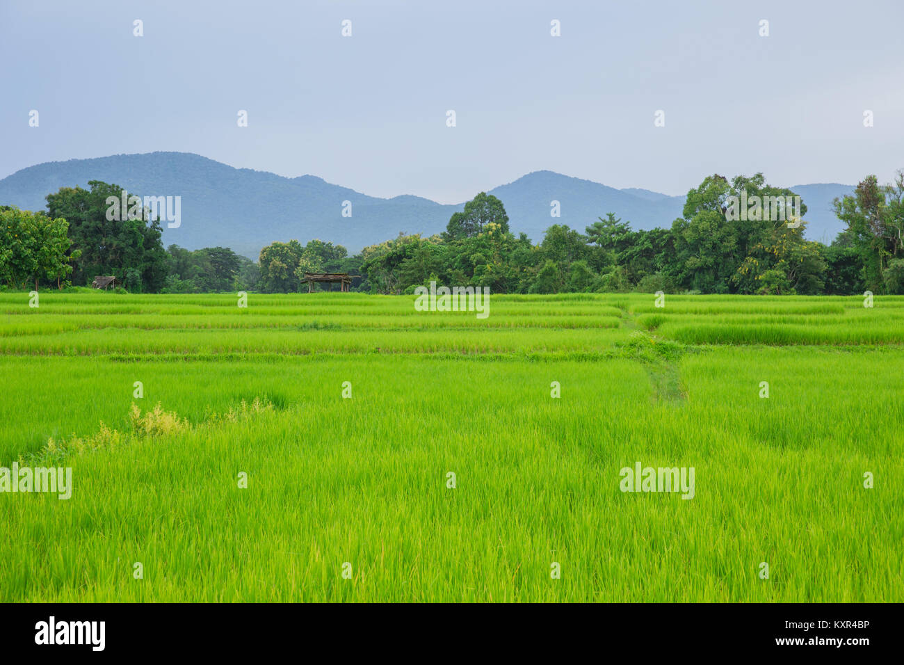 landscape green rice field in rural of Thailand and mountain view Stock ...