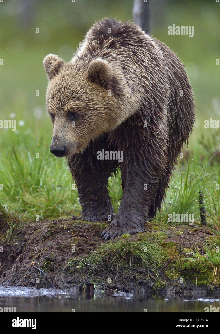 Wild Brown Bear ( Ursus Arctos ) in the summer forest. Green natural ...
