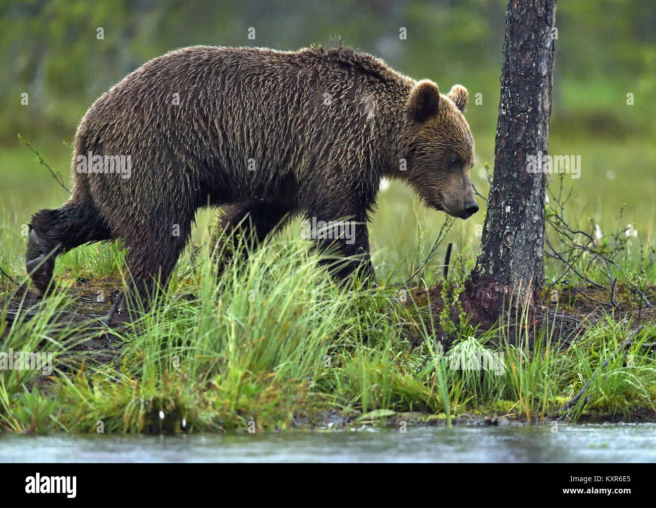 Wild Brown Bear ( Ursus Arctos ) in twilight in the summer forest the ...