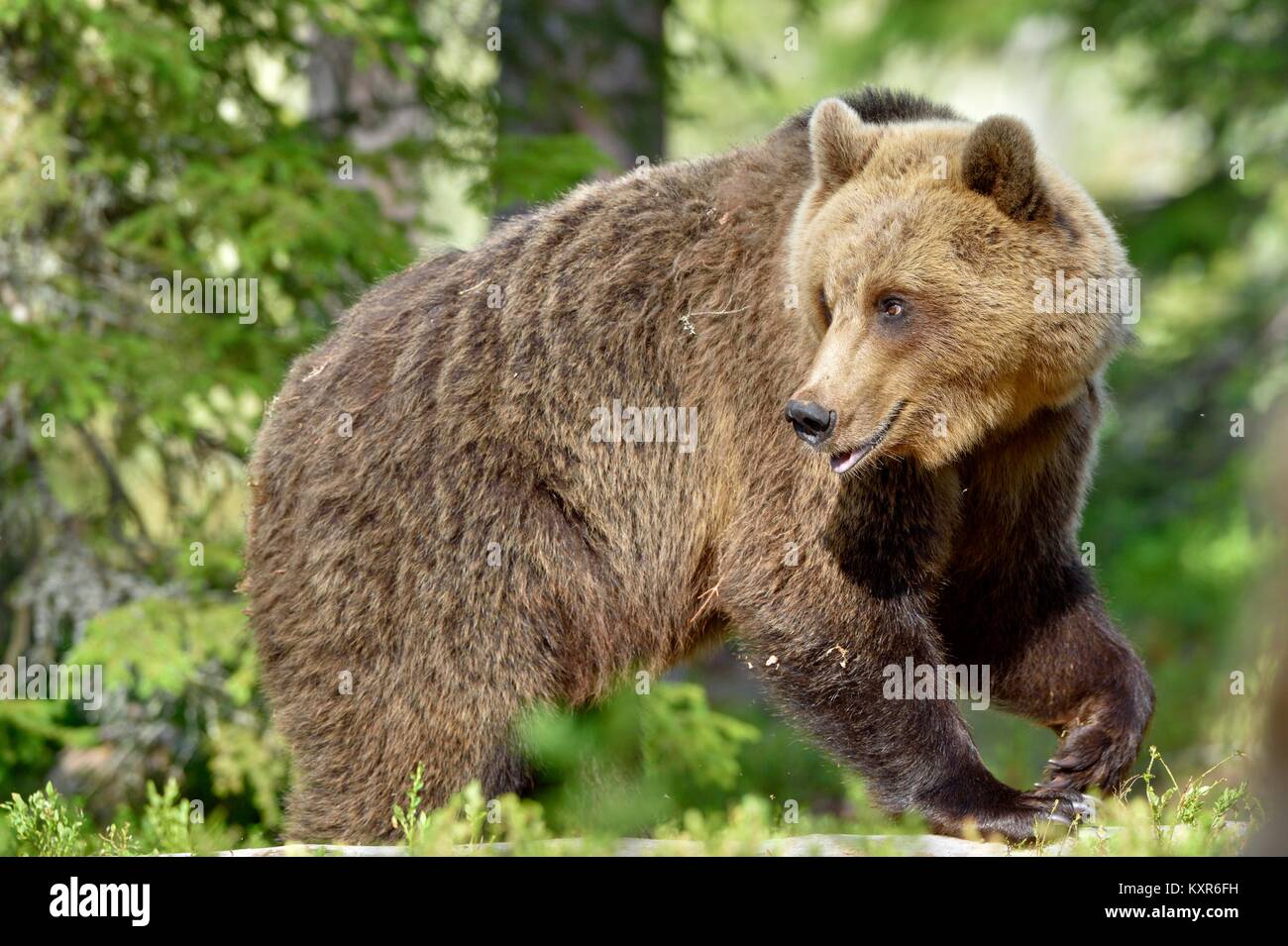 Wild Brown Bear ( Ursus Arctos ) in the summer forest. Green natural ...