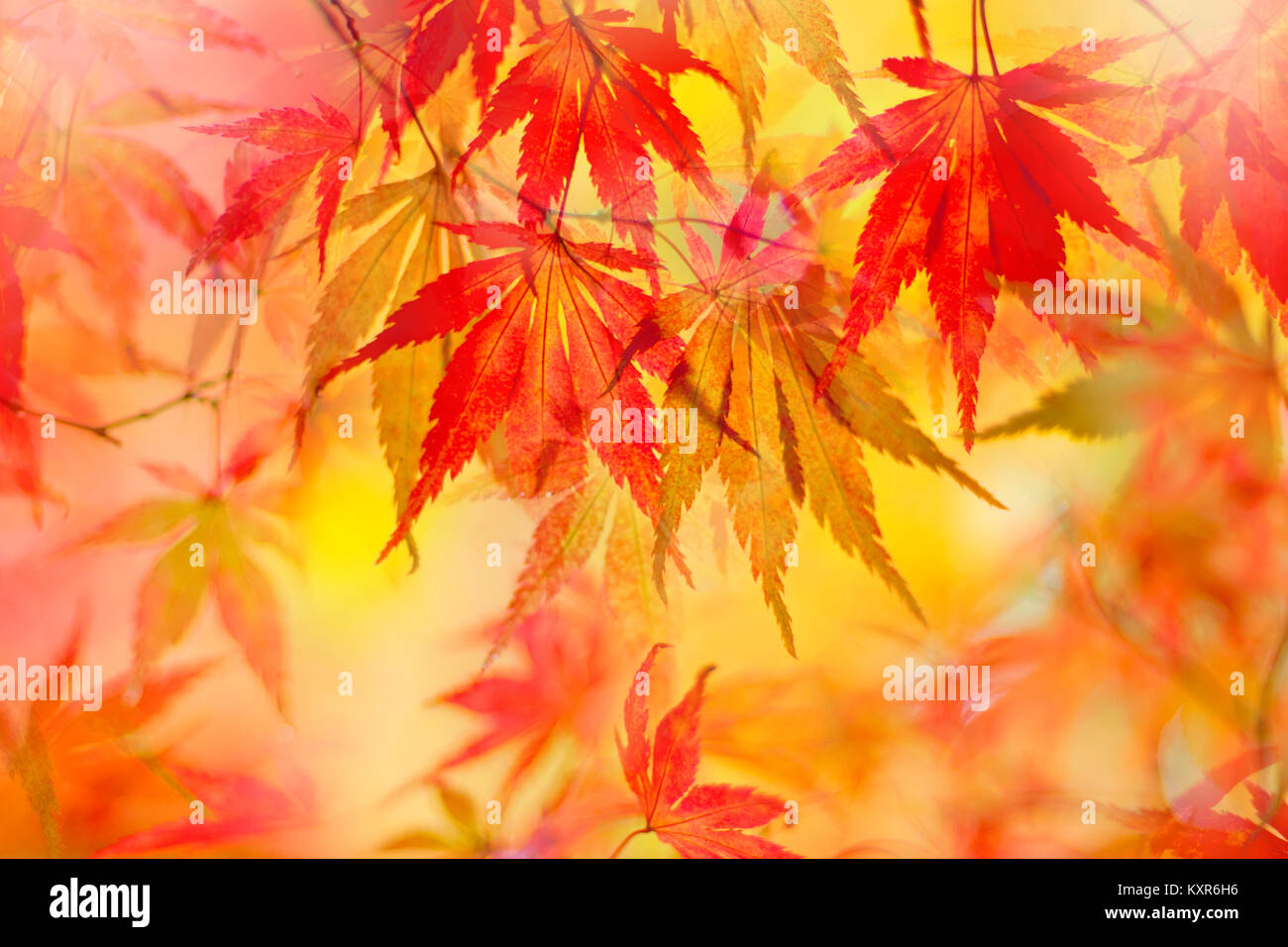 Vibrant red and yellow Autumn Acer leaves Stock Photo