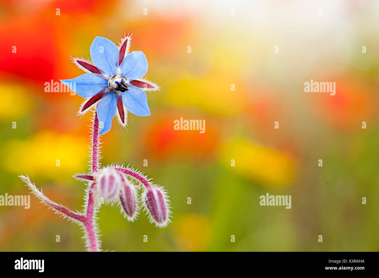 Close-up image of a single blue, summer flowering Borage flower against a colourful background Stock Photo