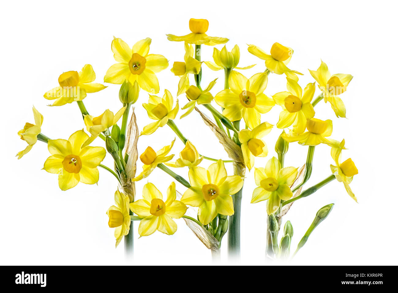 Close-up, high-key image of spring daffodils against a white background Stock Photo