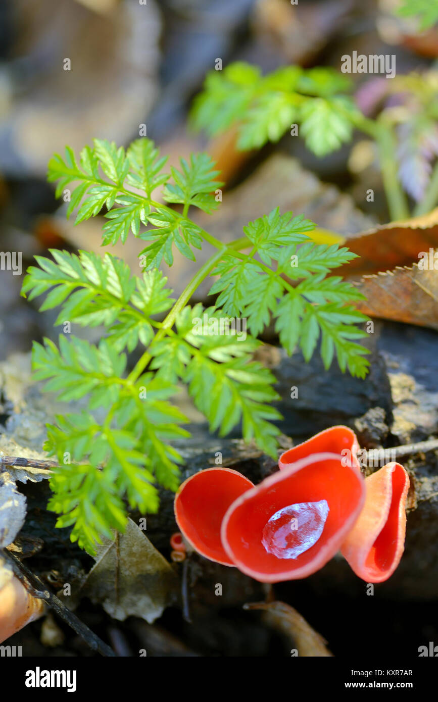Underground fungus hi-res stock photography and images - Alamy
