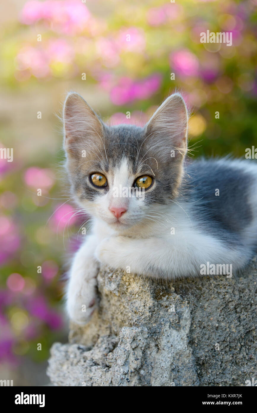 Cute little bicolor cat kitten with yellow eyes resting on a rock in front of pink flowers and watching curiously, Rhodes, Greece. Stock Photo